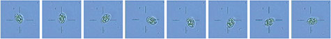Granule