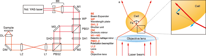 Laser Optical tweezers